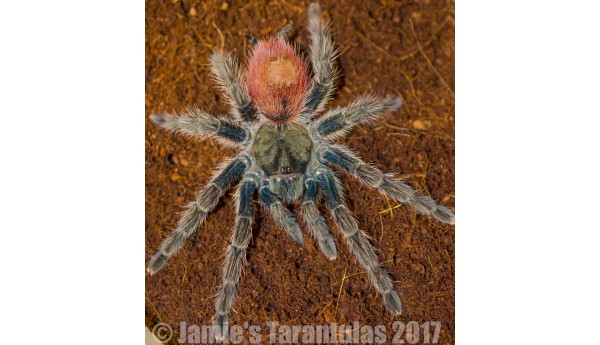 Thrixopelma ockerti (Flame Rump Tree Spider) 1 3/4-2" MALE #X-11